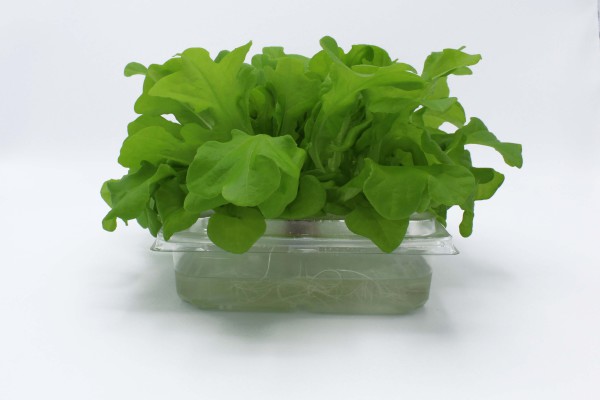 ANL Packaging - barquette pour salade